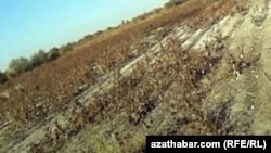 Illýustrasiýa suraty