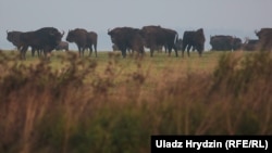 Зубры ў Белавескай пушчы, здымак 2017 году