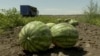 The Kherson region is known for its rich farmland and sweet watermelons. (file photo)