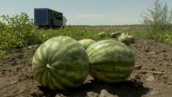 Agricultura sub asediu: drone rusești atacă câmpurile de pepeni din regiunea Herson din Ucraina