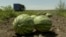 The Kherson region is known for its rich farmland and sweet watermelons. (file photo)
