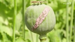 ملګري ملتونه: افغانستان کې د کوکنارو کښت کم، خو د نشه يي توکو استعمال زیات شوی