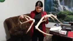 От чего умерли страус и олень в душанбинском зоопарке?