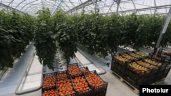 Armenia -- A commercial greenhouse belonging to the Spayka company, April 19, 2017.