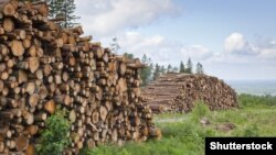 Українські державні установи розкритикували дослідників за звіт про порушення під час заготівлі деревини