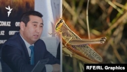 Айдарбек Сапаров басқаратын ауыр шаруашылығы министрлігі шегіртке мәселесін көтерген журналист, агроблогер Кирилл Павловты сотқа берді.