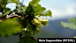 თხილის პლანტაცია