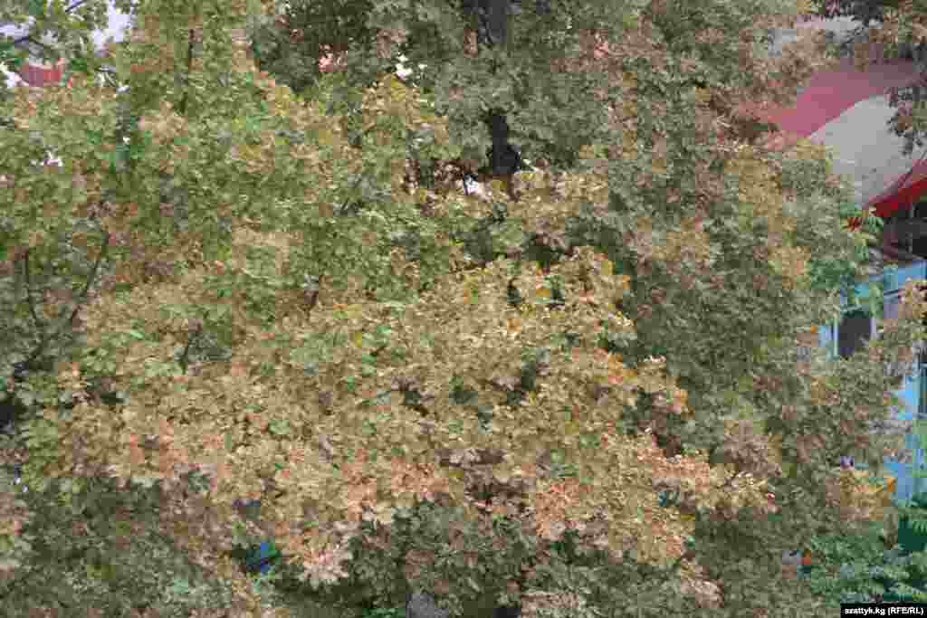 Эртелеп эле сары кийинип...