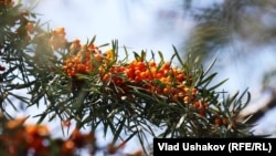 Чычырканак. 