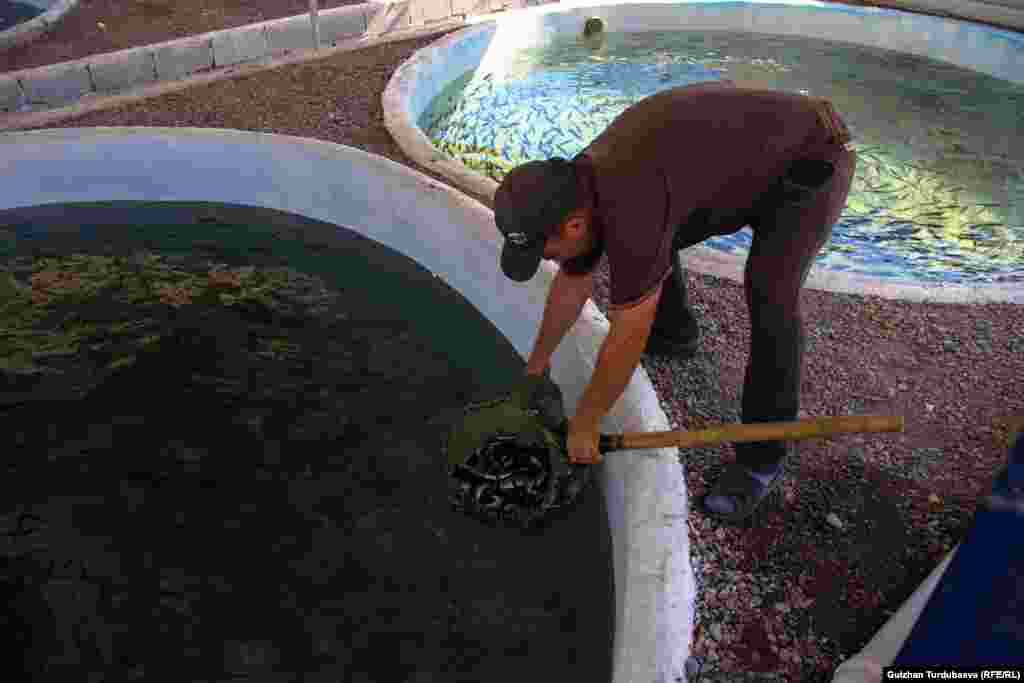 "Балык баксаң түнү-күнү тынчыбайсың. Таңкы саат бештен баштап кечке чейин жем беребиз. Кичинекейлерине саат сайын, чоңдоруна үч саатта бир берилет. Балыкты баладай эле караш керек. Антпесе, ооруп калат" - дейт балыкчы Ринат Бектемиров. Ал мында чарба ачылгандан бери иштейт.&nbsp;