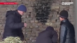 Фостерные семьи