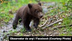 La Băile Tușnad și Lacul „Sfânta Ana", la „Observatorul de urși", turiștii pot vedea urșii în condiții de siguranță.