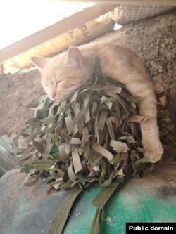 фото Сергея Погодаева из "зоны боевых действий"