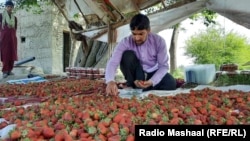 په ننګرهار کې د مځکني توت فصل زیات شوی دی