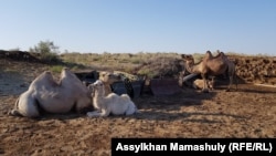 Верблюды на стоянке Болеккум, где живет животновод Болекбай Бейсеналиев с семьей.