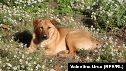 Potrivit estimărilor, în R. Moldova ar exista circa 8000 de animale fără stăpân.