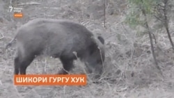 Дар Кӯлоб шикори гургу хук иҷозат дода шуд ва ҳатто ҷоиза ҳам медиҳанд