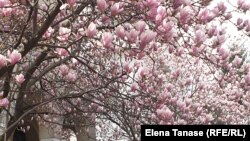 Magnolii înflorite pe o stradă din imediata apropiere a Ministerului de Externe de la București. 13 aprilie 2021.