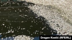 Pomor ribe u Beogradu 