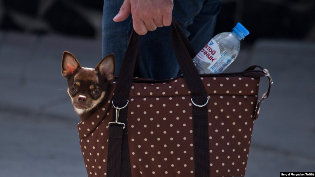 Собачка помітила об'єктив фотографа під час прогулянки біля Ханського палацу