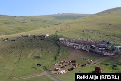 Lopët duke kullotur në Sharr.