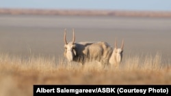 Сайгаки в казахстанских степях. Фото предоставлено Казахстанской ассоциацией сохранения биоразнообразия.