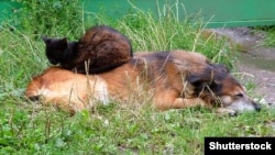 Иллюстрация сүрөт