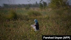FILE: An Afghan girl laborer works in a cotton field on the outskirts of the northern city of Mazar-e Sharif.