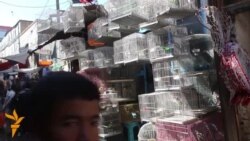 د کابل په کاه فروشي کې نایاب مرغان