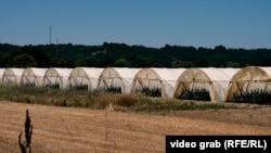 Disa serra të kultivuara me lloje te ndryshme të perimeve në Mamushë.