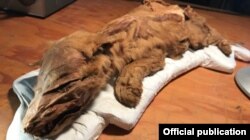 50 000 жыл мурда мумияланган бөлтүрүк. Канада.