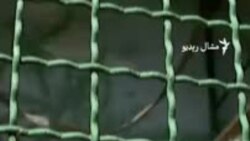 د اوکراين جګړې د انسانانو تر څنګ ګڼ ژوي اغېزمن کړي