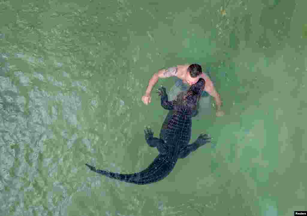 Бывший артист цирка Кристиан Каулис плавает с миссис Майер, американским аллигатором, в открытом бассейне в Эльменхорсте, Германия, 1 августа 2025 года. REUTERS/Lisi Niesner 