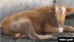 Ылаңдаган мал. Иллюстрациялык сүрөт