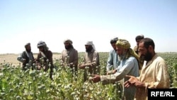 احمدي: د کوکنارو کښت زیاتره ناامنه سیمو ته انتقال شوی.