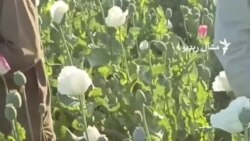 بلوچستان کې خلک د کوکنارو کښت زیاتېدو اندېښمن کړي دي