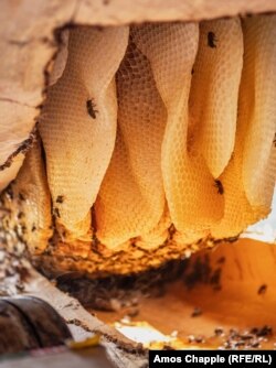 ფიჭები, ფუტკრები