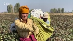 Жалал-Абад: Пахта аз, баа арзан