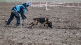 Bosnian dogs demining Ukraine