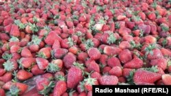 د ننګرهار د کرنې، اوبو لګولو او مالدارۍ ریيس انعام الله ساپی وايي ځمکنی توت چې په یوه جریب ځمکه وکرل شي، له ۱۲ سوه څخه تر دوه زره کیلو ګرامه حاصل ورکوي