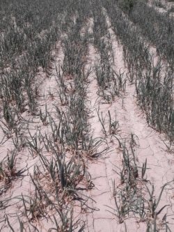 Сирдарёлик фермерлар экинлари сувсизликдан қуриб битаётганини айтишади.