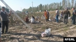 На уборке хлопка в Узбекистане. Иллюстративное фото.
