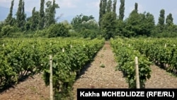 ვენახები კახეთში