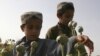 As Afghan Opium Blight Spreads, Farmers' Lives Wilt