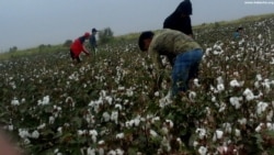 Tohumlyk çigidi ogurlap, ýag öndürýänler tutuldy. Hakykatyň gizlenmegi nirä alyp gelýär?