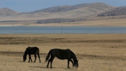 Тест: Алмачуар