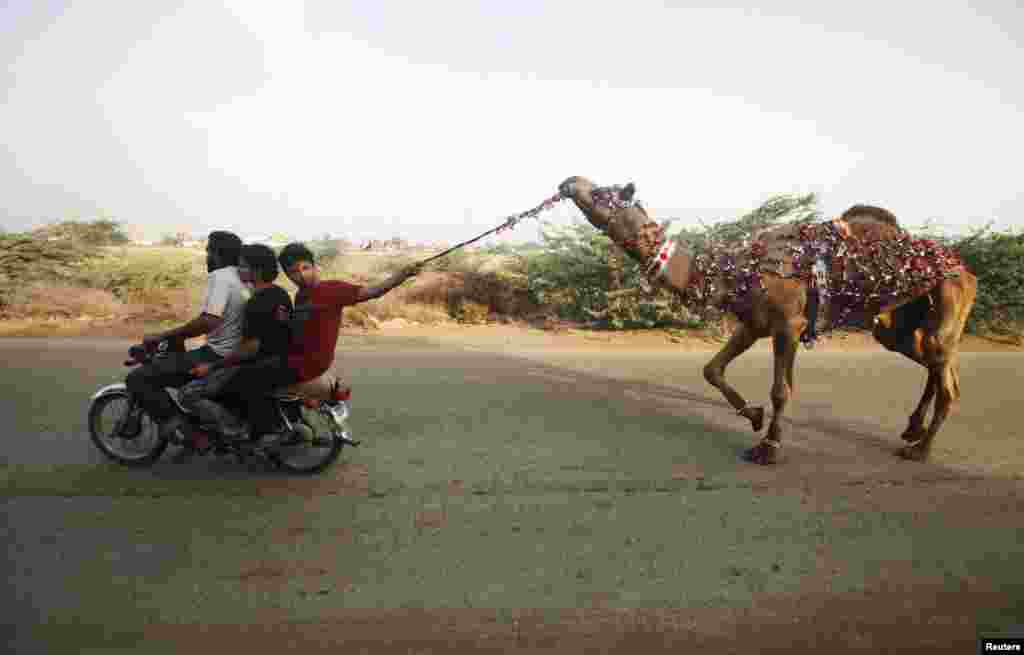 Пакстанның Карачи шәһәрендә дөяне корбан итеп чалырга алып баралар.