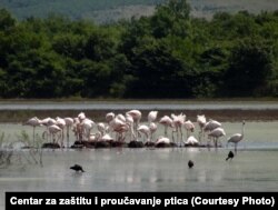 Od oko 526 vrsta ptica u EU, oko 250 vrsta je registrovano je na Solani, a vodeća vrsta je flamingos