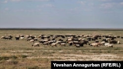 Illýustrasiýa suraty