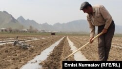 Кыргызстандагы дыйкандар. Иллюстрациялык сүрөт.